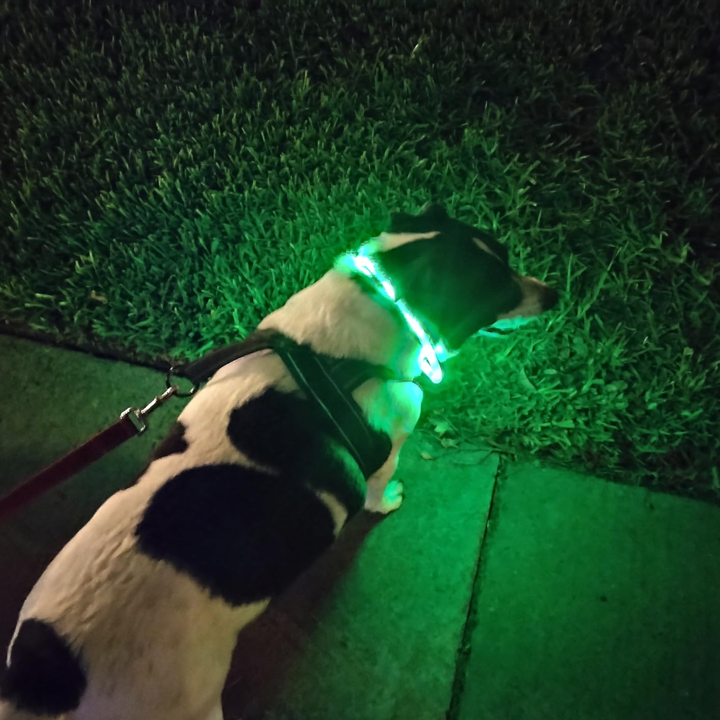 Collar LED de silicona para pe - Led Dog Collar Glowing Rechargeable Usb reseña y precio