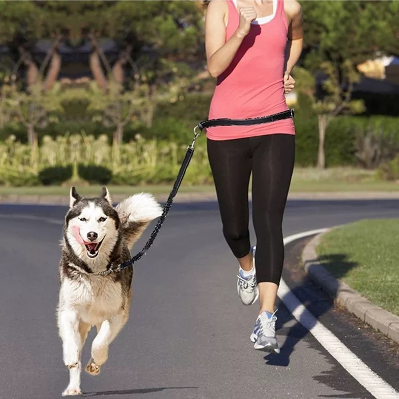 Correa Reflectante para Perros - Bungee Dog Leash Shock Absorbing reseña y precio