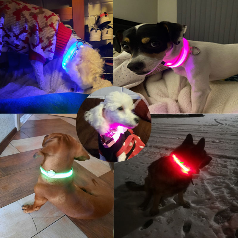 Collar LED brillante recargabl - Led Dog Collar Glowing Rechargeable Usb reseña y precio
