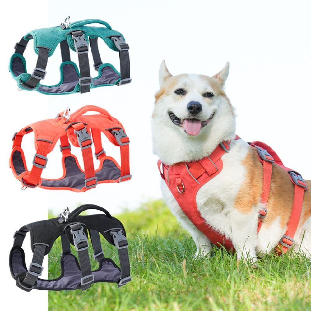 Arnés Reflectante para Perro c - Bungee Dog Leash Shock Absorbing reseña y precio