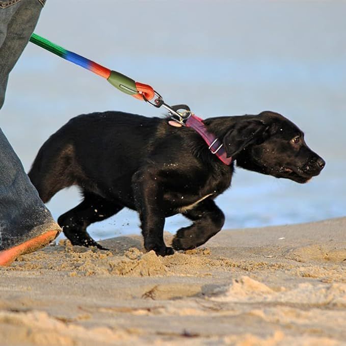 Correa ajustable para perros c - Hands Free Dog Running Leash Waist Belt reseña y precio