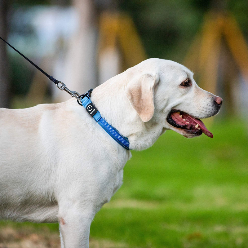Benepaw-Collar de perro LED re - Led Dog Collar Glowing Rechargeable Usb reseña y precio